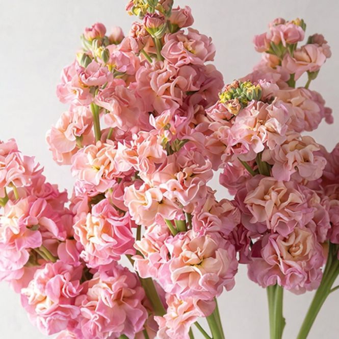 Hovedbilde Levkøy 'Stox Romance Champagne' - Matthiola incana