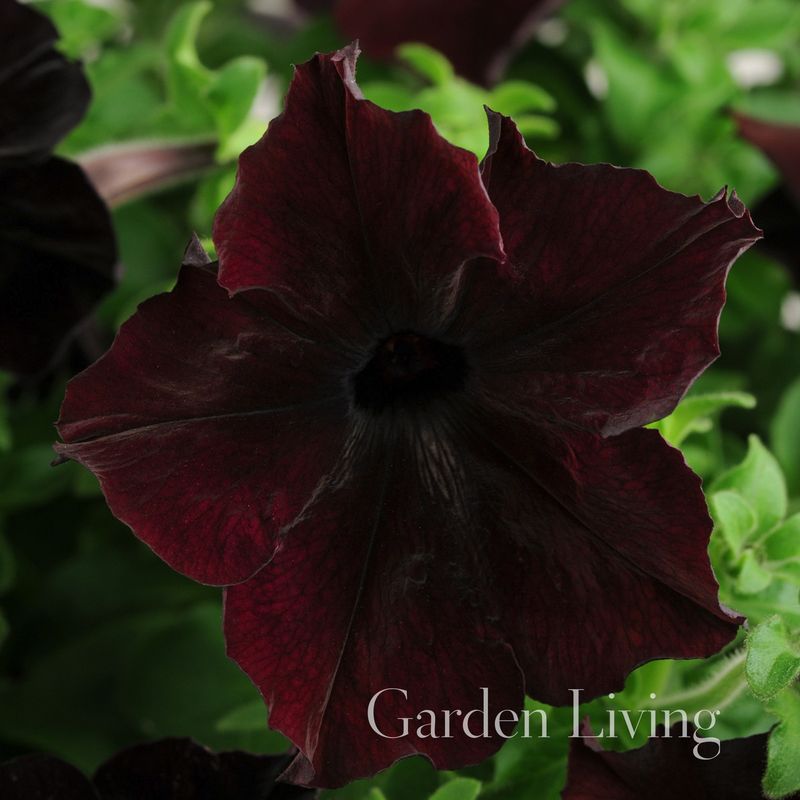 Petunia 'Sophistica Blackberry' - Petunia grandiflora