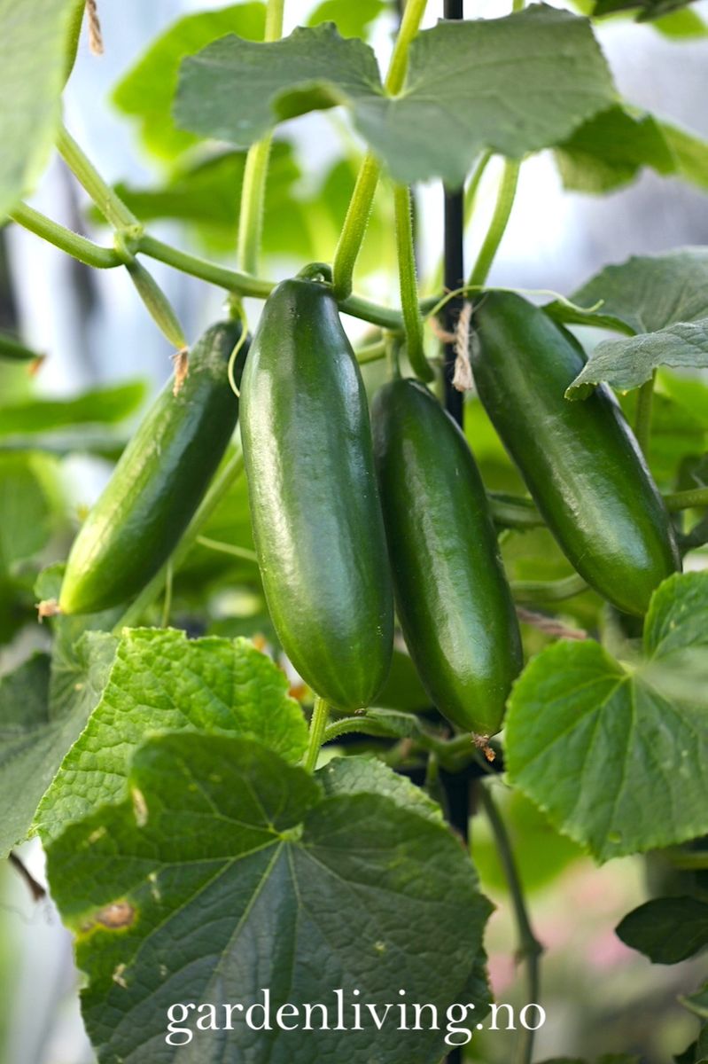 Slangeagurk 'Mini Munch' F1 mini - Cucumis sativus