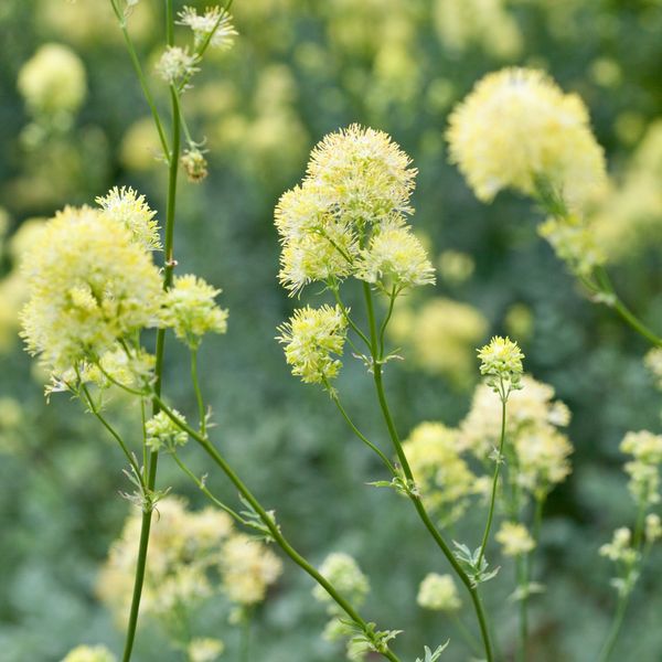 Bilde av Gulfrøstjerne - Thalictrum flavum subsp. glaucum - 2 stk