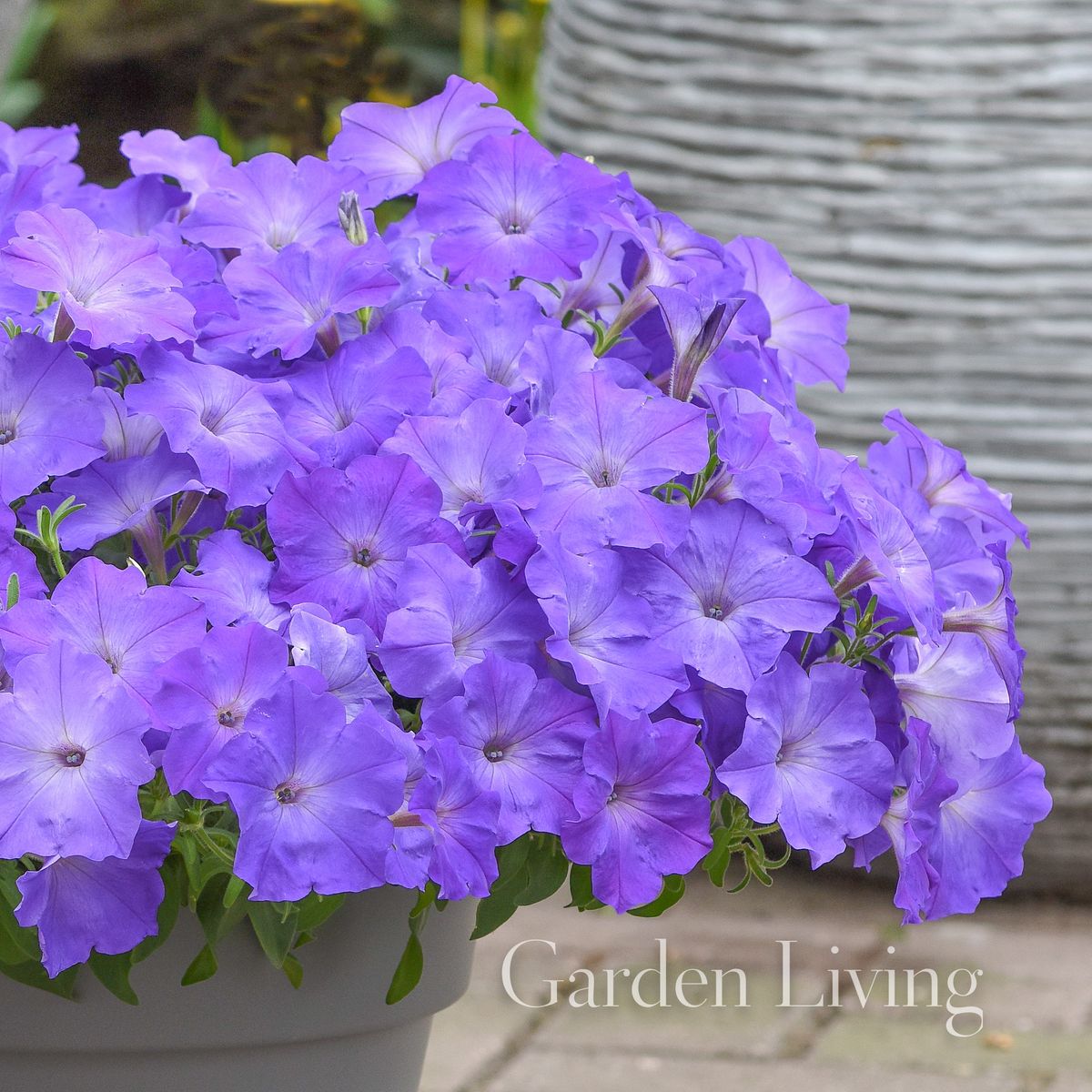 Petunia 'Easy Wave Lavender Sky Blue' - Petunia x hybrida, heng