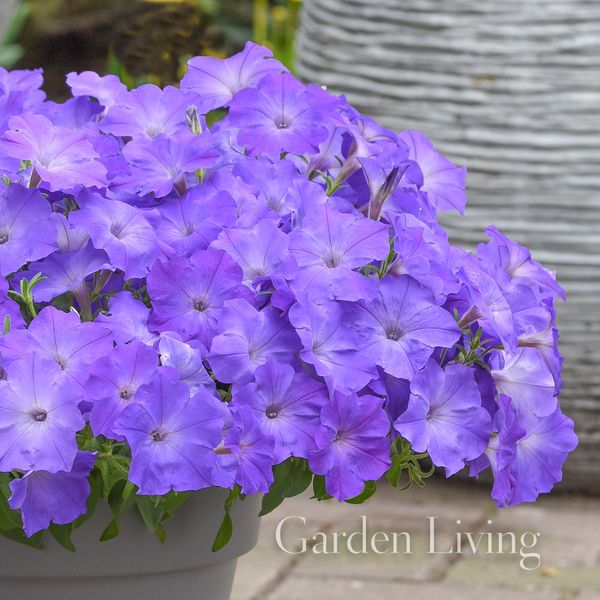 Hovedbilde Petunia 'Easy Wave Lavender Sky Blue' - Petunia x hybrida, ...