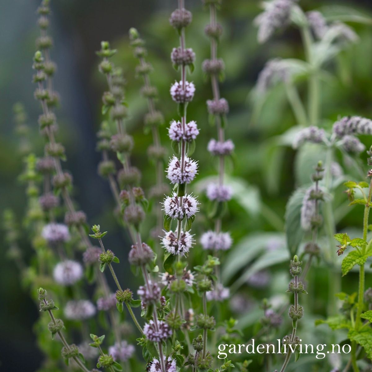 Poleimynte -  Mentha pulegium