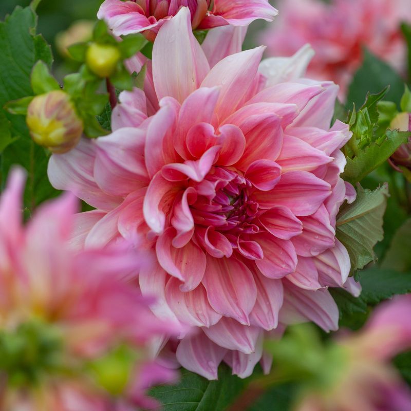 Georgine 'Otto's Thrill' - Dahlia x cultorum, 1 stk.