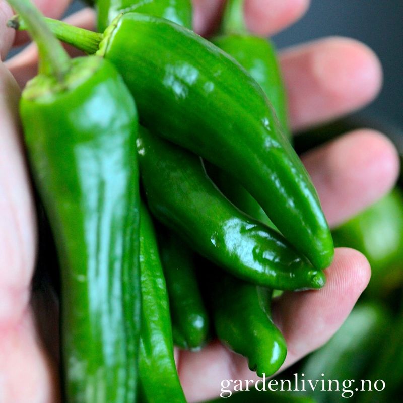 Chilipepper 'Padron' - Capsicum annuum 
