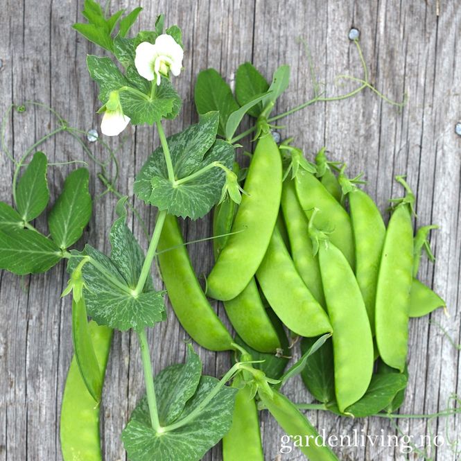 Hovedbilde Sukkerert 'Oregon Sugar Pod' - Pisum sativum