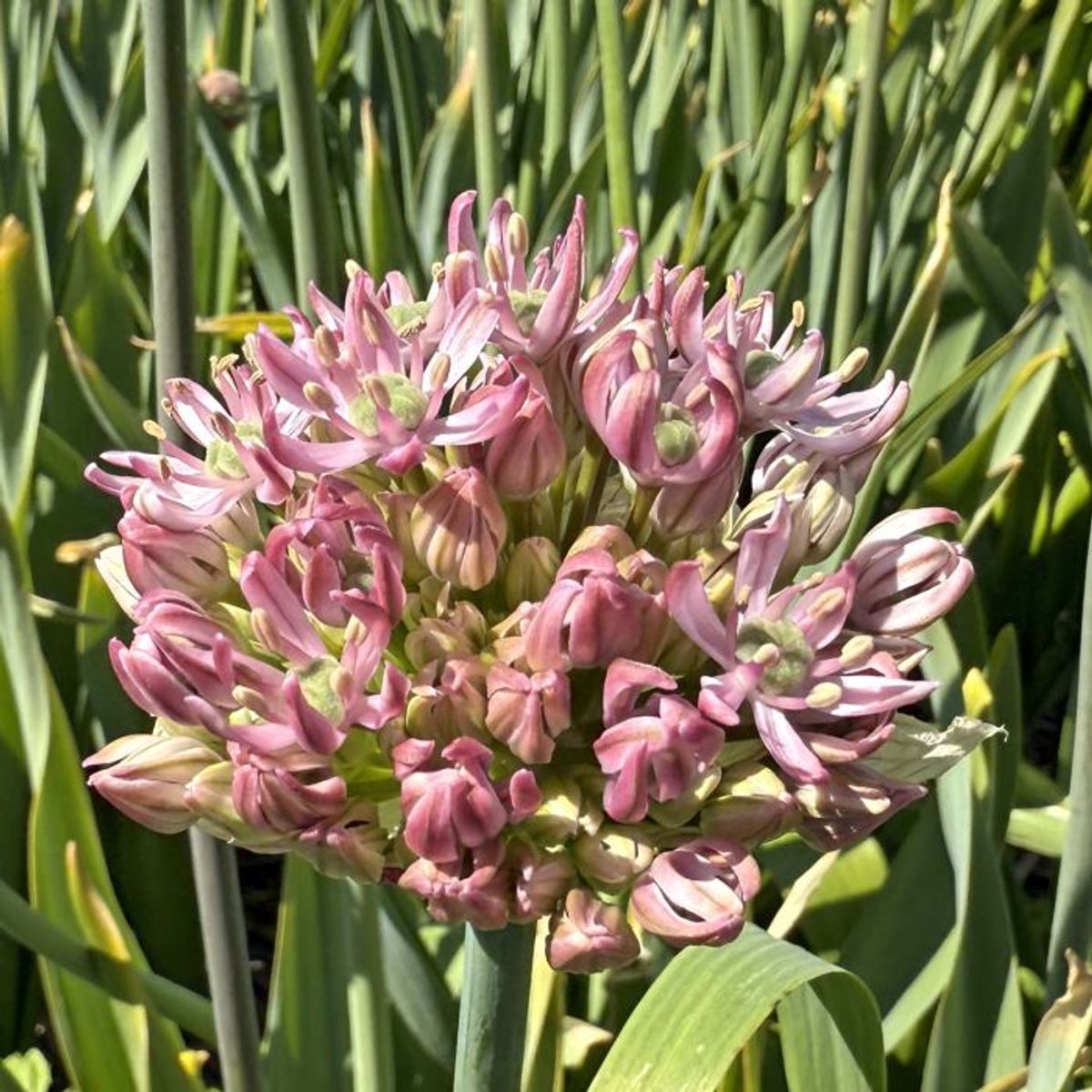 Prydløk 'Pink Jewel' - 3 stk