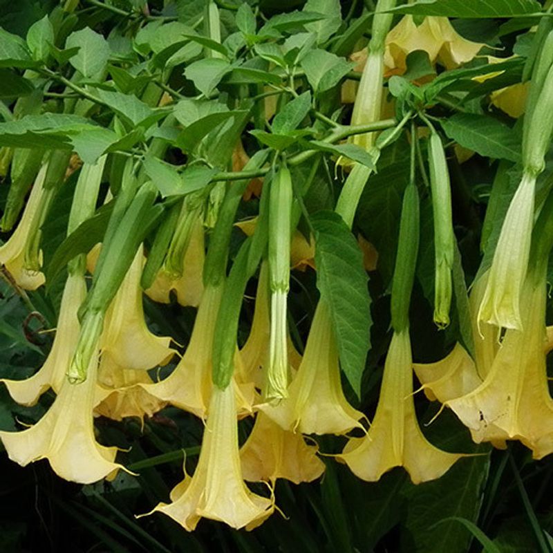 Gul engletrompet - Brugmansia suaveolens