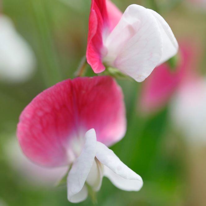 Hovedbilde Blomsterert 'Painted Lady - Lathyrus odoratus