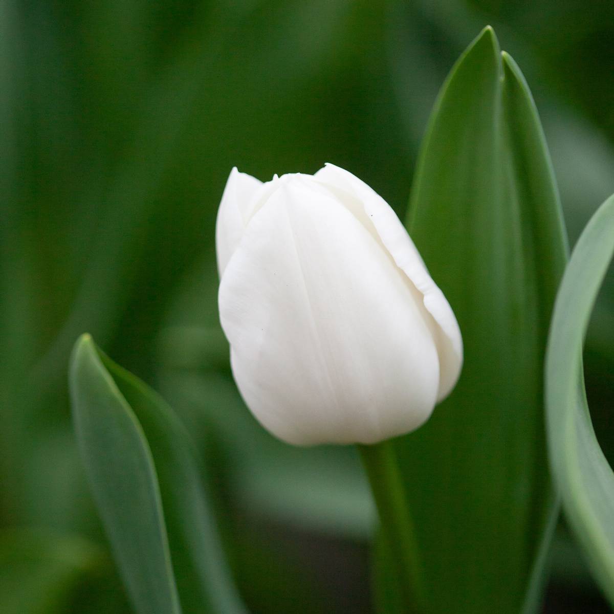 Tulipan 'Royal Virgin’, triumphtulipan - 10 stk
