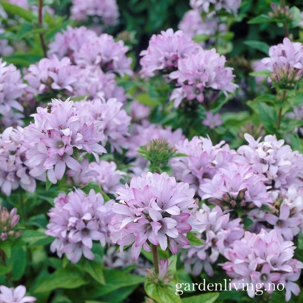 Hovedbilde Toppklokke 'Caroline' - Campanula glomerata 