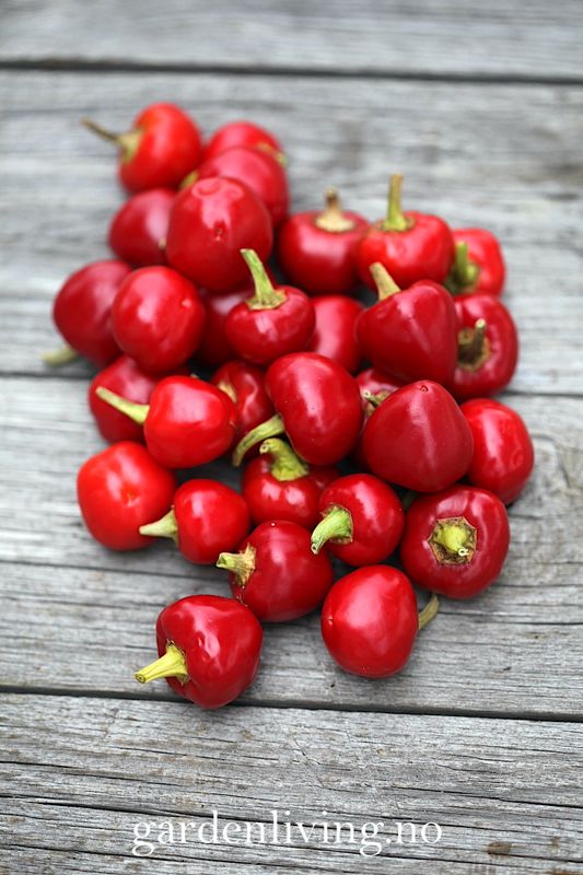 Chilipepper 'Ciliegia Piccante'  - Capsicum annuum