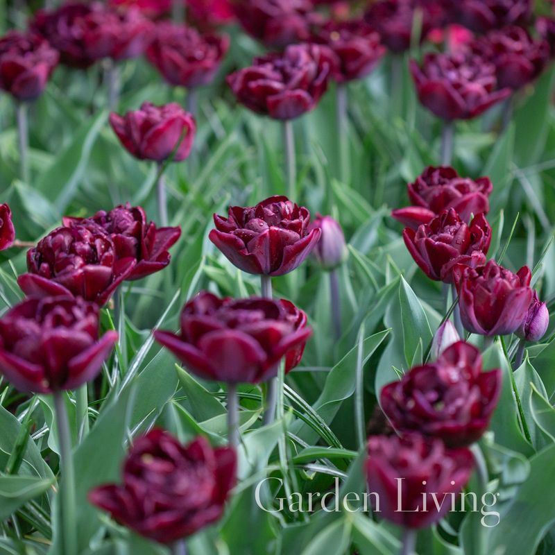 Tulipan 'Canyon', sen dobbel - 6 stk