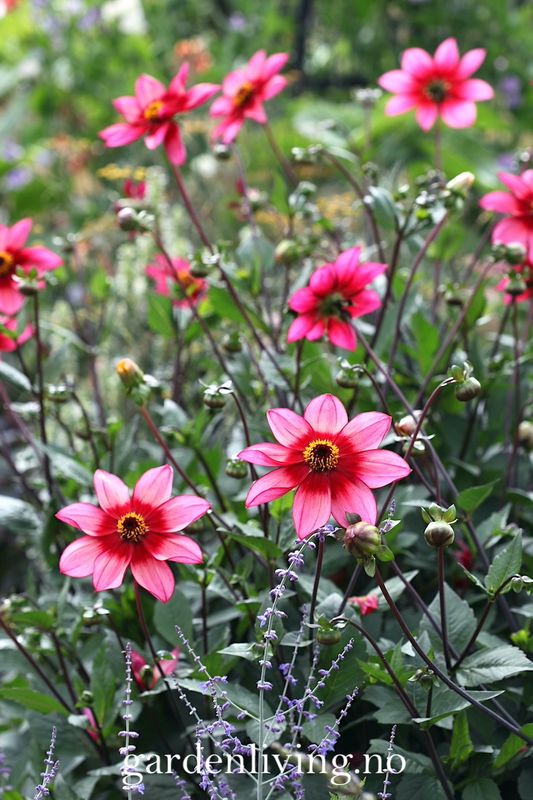 Georgine 'Lou Farman - Dahlia x cultorum, 1 stk.
