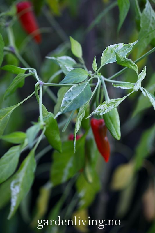Chilipepper 'Fish Pepper' - Capsicum annuum 