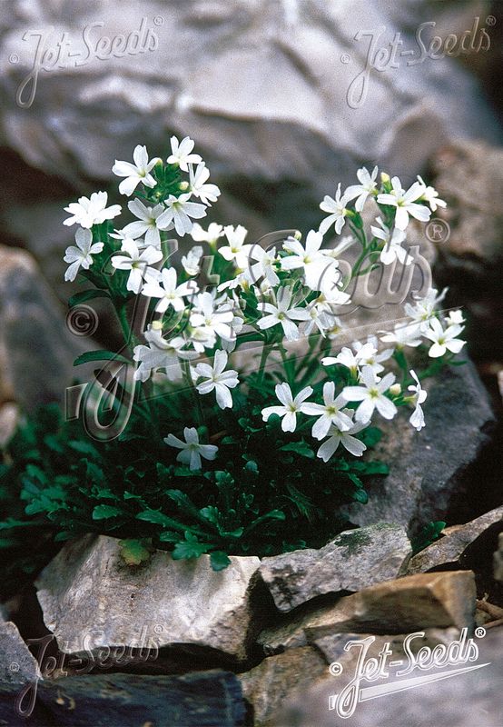 Erinus alpinus var. albus