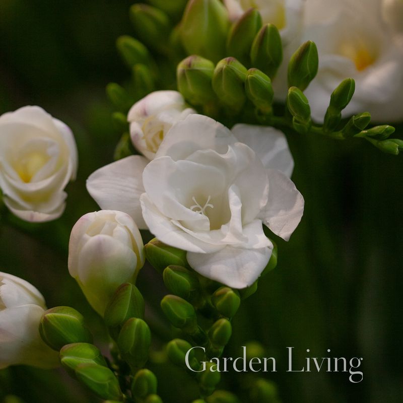 Freesia Double White, 15 stk.