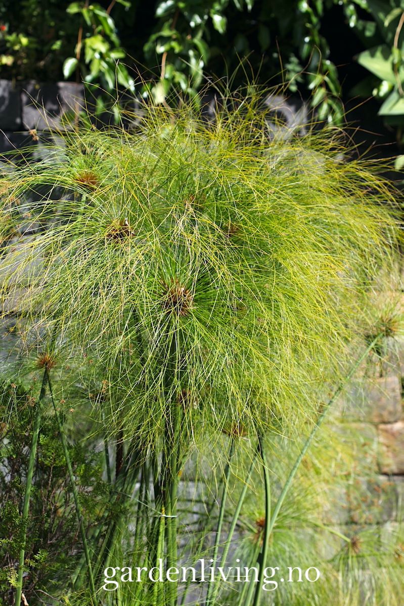 Papyrus - Cyperus papyrus