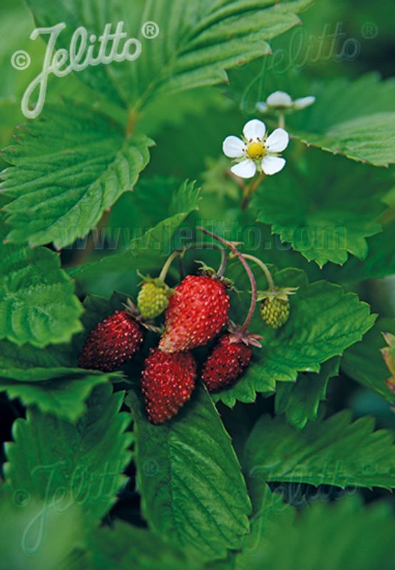 Månedsjordbær 'Alexandria' - Fragaria vesca var. semperflorens