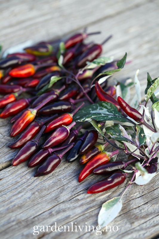 Chilipepper 'Calico' - Capsicum annuum