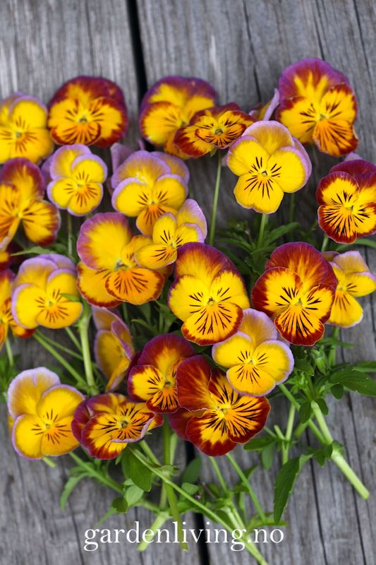 Stemorsblomst 'Ultima Radiance Mixed' - Viola x wittrockiana