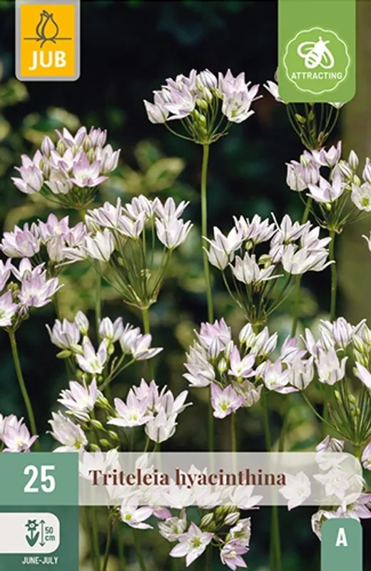 Triteleia hyacinthina, 25 stk.