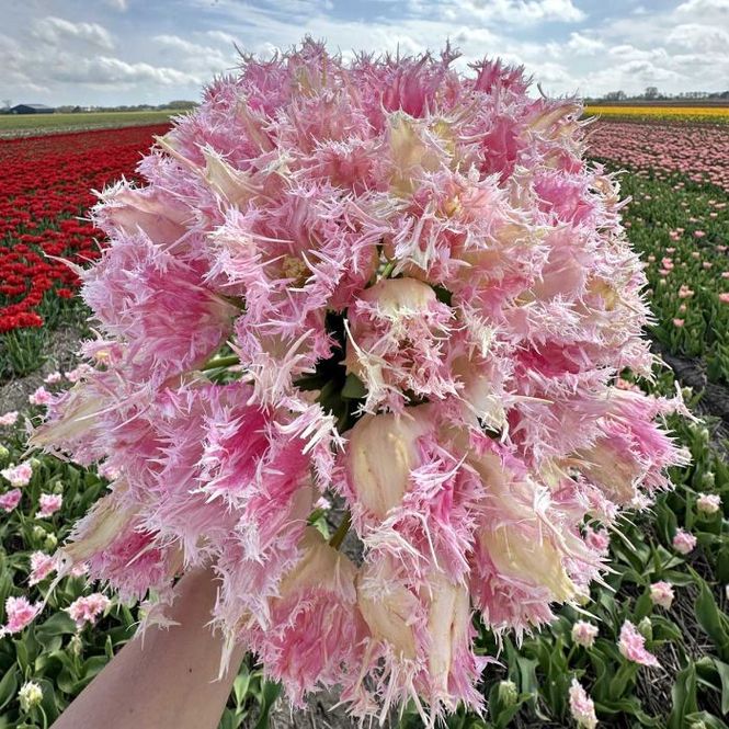 Hovedbilde Tulipan 'Drakensteyn', frynsetulipan - 10 stk