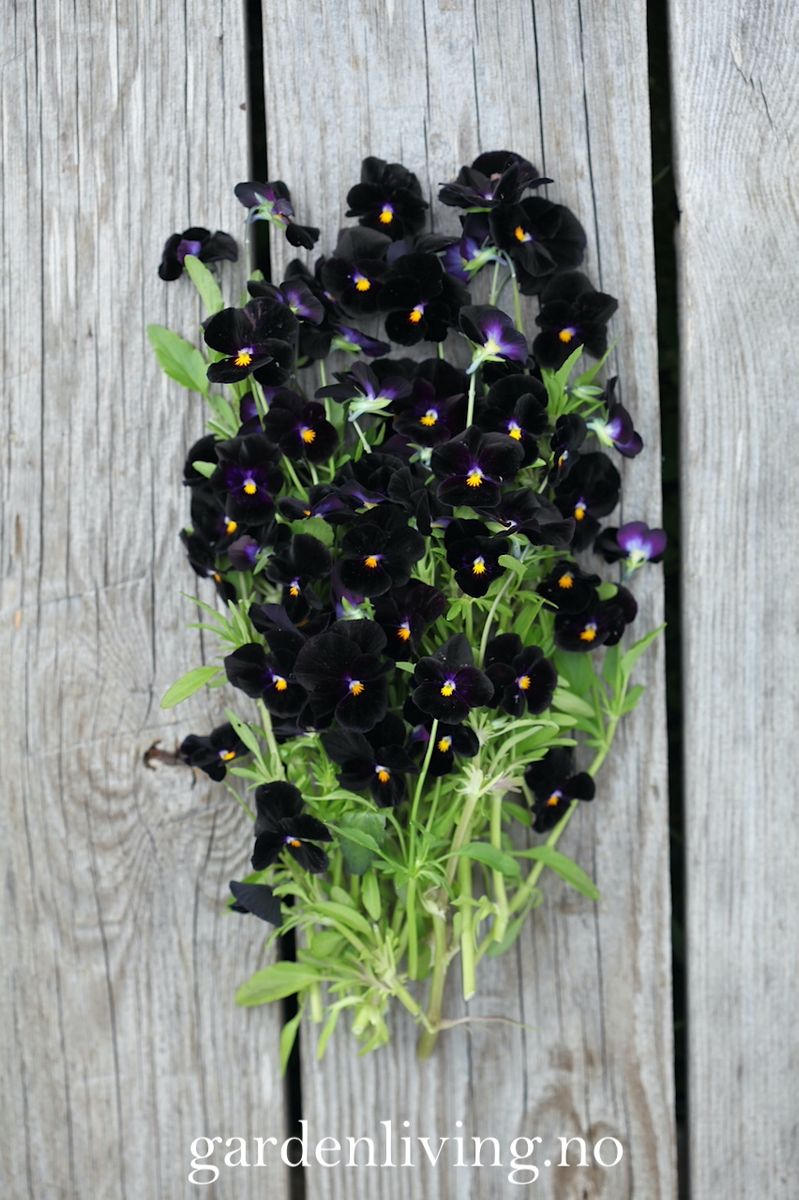 Stemorsblomst 'Back To Black', småblomstret - Viola x williamsii