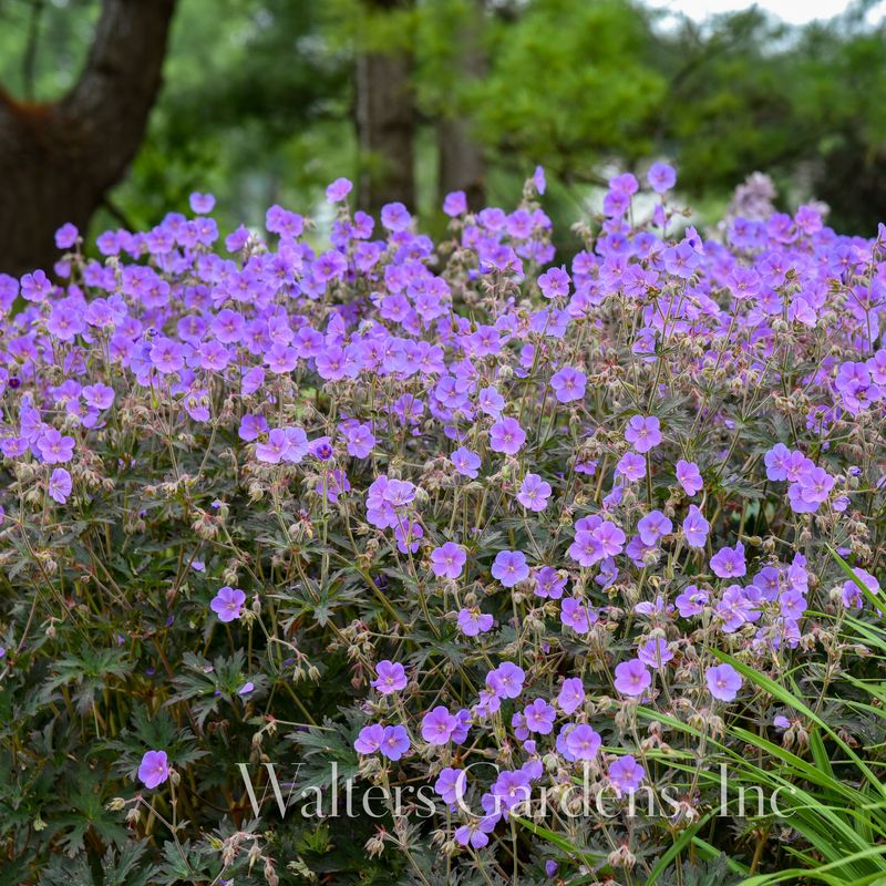 Engstorkenebb 'Boom Chocolatta' ® - Geranium pratense 
