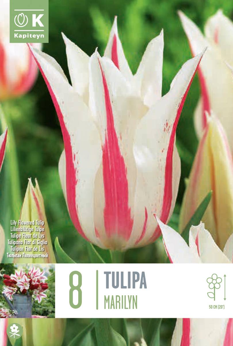 Tulipan 'Marilyn', liljeblomstrende - 8 stk