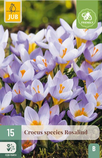 Hovedbilde Krokus 'Rosalind' - Crocus etruscus - 15 stk