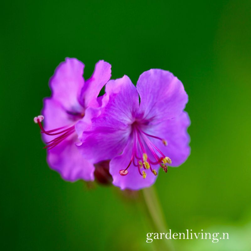 Kantabstorkenebb ’Karmina’ - Geranium x cantabrigiense