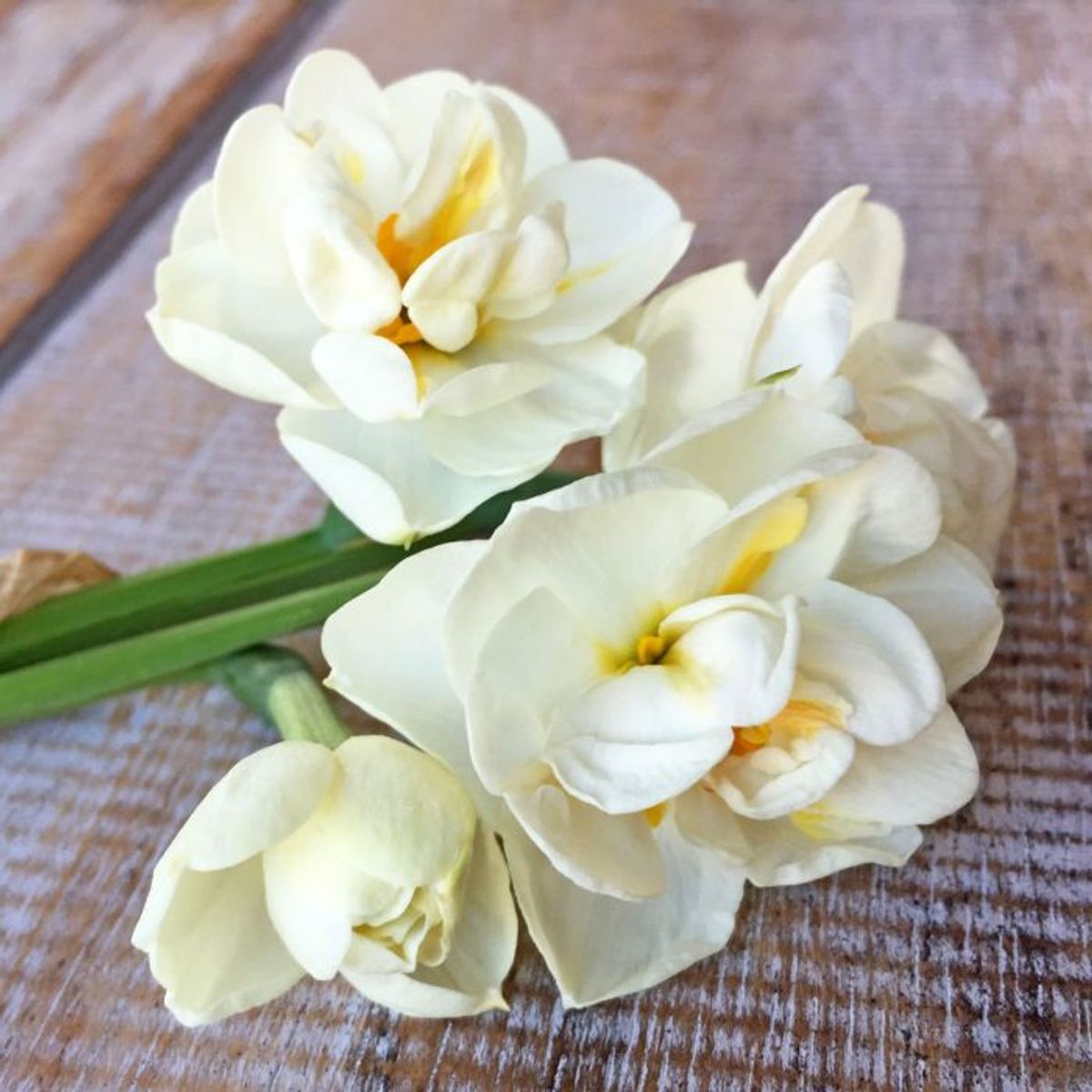 Påskelilje 'Bridal Crown' - 10 stk