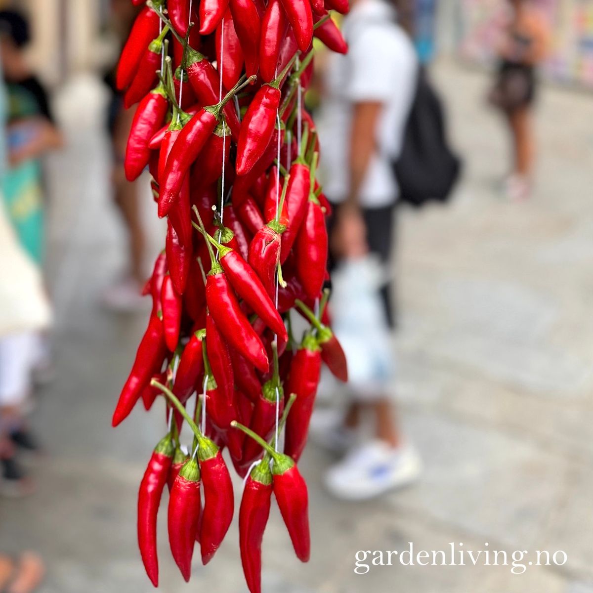 Chilipepper 'Peperoncino Calabrese' - Capsicum annuum