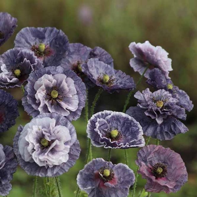 Hovedbilde Kornvalmue 'Amazing Grey' - Papaver rhoeas 