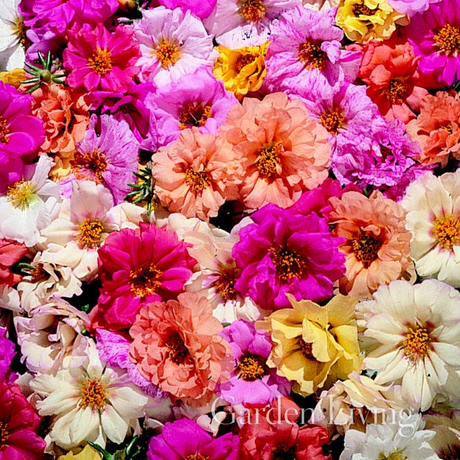 Hovedbilde Prydportulakk 'Sundial Mixed' F1 - Portulaca grandiflora