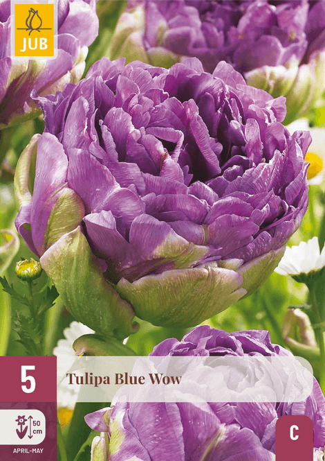 Hovedbilde Tulipan 'Blue Wow’, sen dobbel - 5 stk