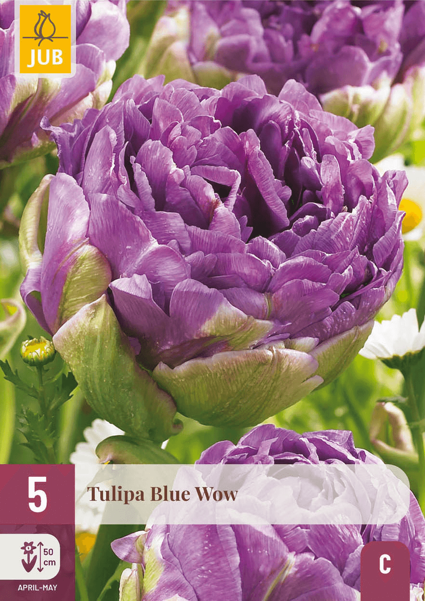 Tulipan 'Blue Wow’, sen dobbel - 5 stk