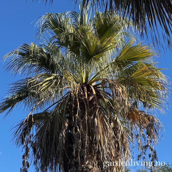 Hovedbilde California viftepalme - Washingtonia filifera