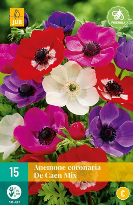 Hovedbilde Kronsymre 'De Caen mix' - Anemone coronaria, 15 stk.