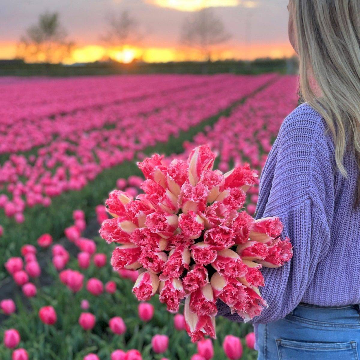 Tulipan 'Sweet Simone', frynsetulipan - 10 stk