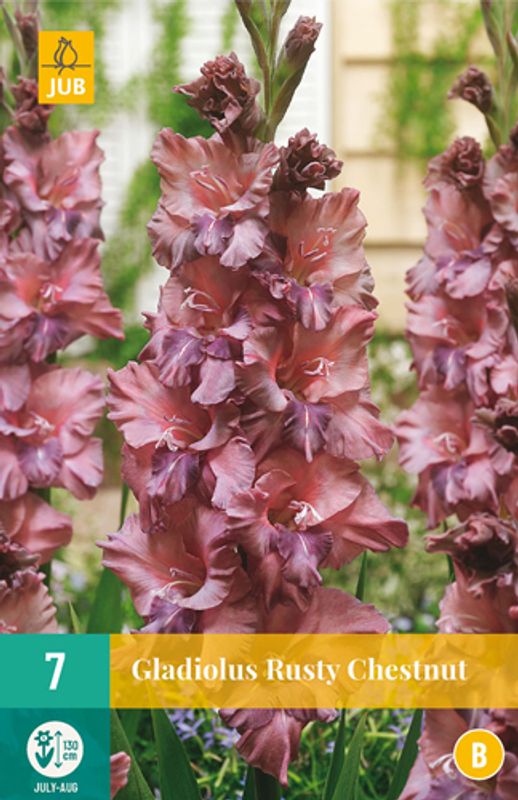 Gladiol 'Rusty Chestnut' - Gladiolus, 7 stk.