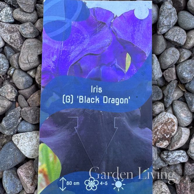 Hovedbilde Hageiris 'Black Dragon' - Iris germanica