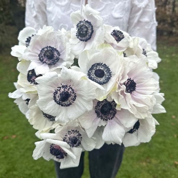 Hovedbilde Kronsymre 'Mistral® Plus Panda Bianco' - Anemone coronaria, ...