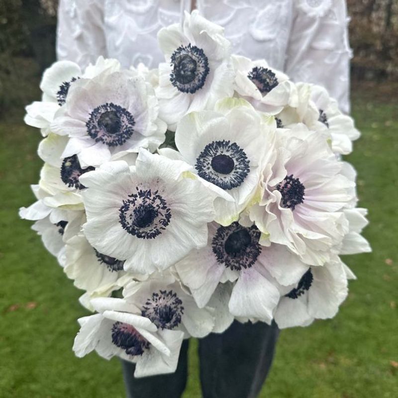 Kronsymre 'Mistral® Plus Panda Bianco' - Anemone coronaria, 7 stk