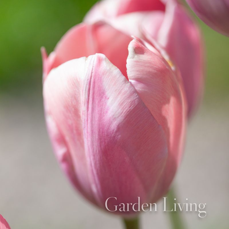 Tulipan 'Salmon Prince', Tidlig enkel - 6 stk