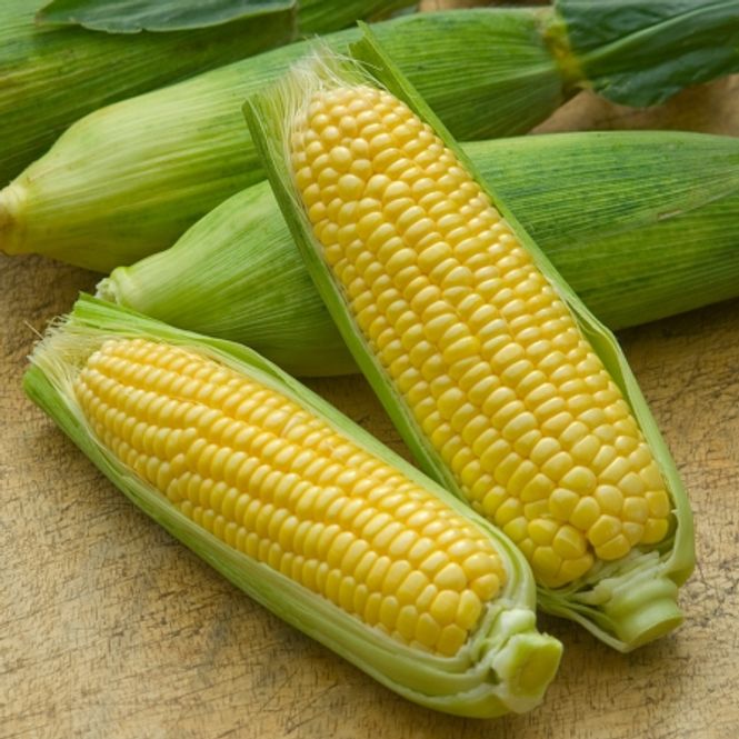 Hovedbilde Mais 'Mirai Picnic' F1 - Zea mays 