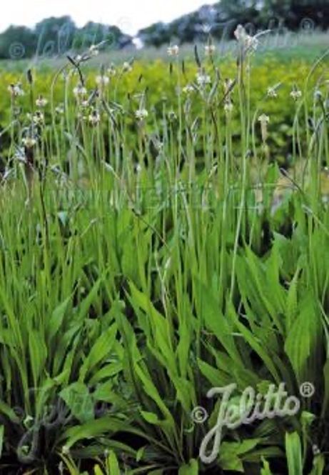 Hovedbilde Smalkjempe 'Libor' - Plantago lanceolata