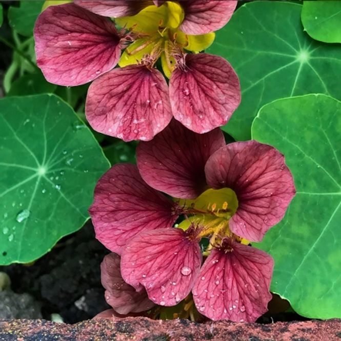 Hovedbilde Blomkarse 'Purple Emperor’ - Tropaeolum majus