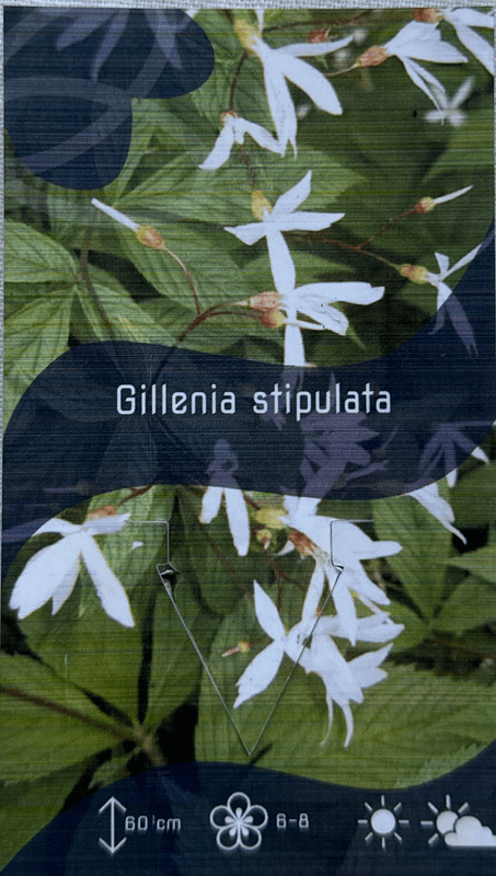Gillenia stipulata